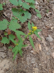 Solidago caesia