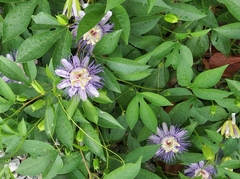 Passiflora incarnata