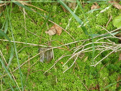Sphagnum girgensohnii