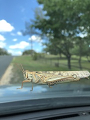 Schistocerca americana