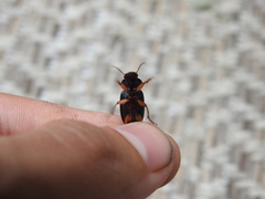 Pseudoophonus