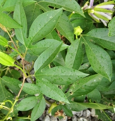 Passiflora incarnata