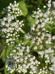 Diabrotica undecimpunctata