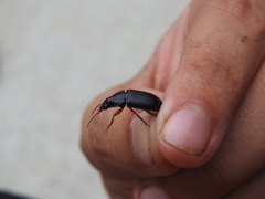 Pseudoophonus