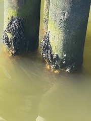 Amphibalanus improvisus