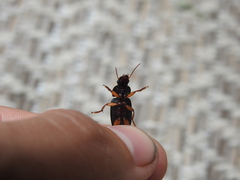 Pseudoophonus
