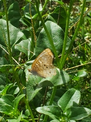 Anartia jatrophae