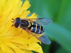 Syrphus opinator