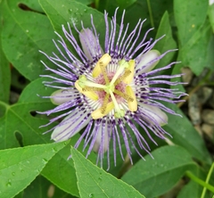 Passiflora incarnata