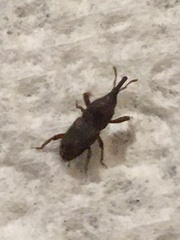 Sitophilus