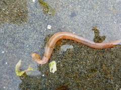 Leptosynapta clarki