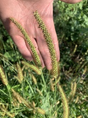 Setaria pumila