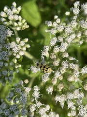 Diabrotica undecimpunctata