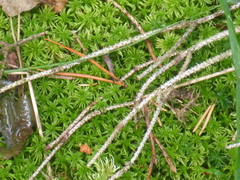 Sphagnum girgensohnii