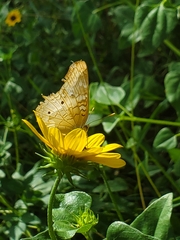 Anartia jatrophae