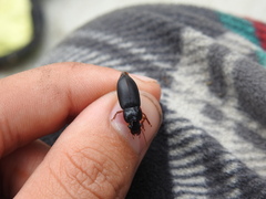 Pseudoophonus