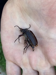 Prionus coriarius