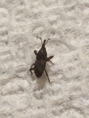Sitophilus