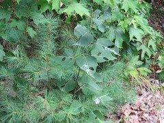 Populus tremuloides