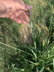 Setaria pumila