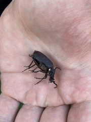 Prionus coriarius