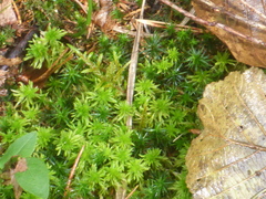 Sphagnum girgensohnii