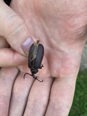 Prionus coriarius