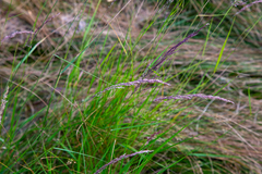 Calamagrostis