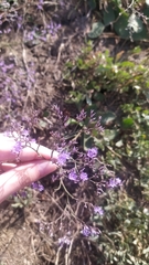 Limonium