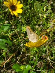 Anartia jatrophae