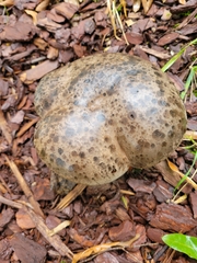 Pisolithus arhizus