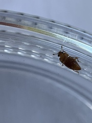 Epuraea luteola
