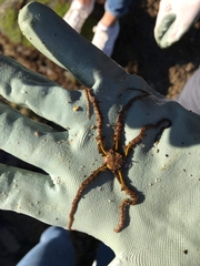 Ophiactoidea
