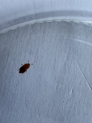 Epuraea luteola