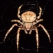 עכבישים - Photo (c) faluke,  זכויות יוצרים חלקיות (CC BY-NC), הועלה על ידי faluke