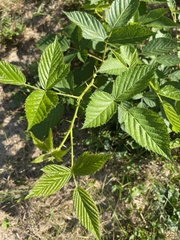 Rubus allegheniensis