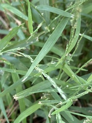 Muhlenbergia schreberi