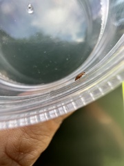 Epuraea luteola