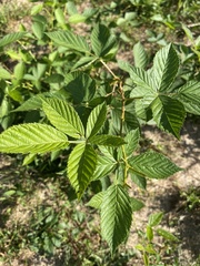 Rubus allegheniensis