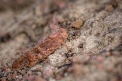 Trimerotropini