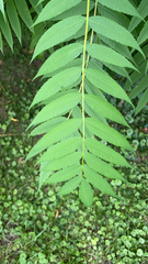 Rhus typhina
