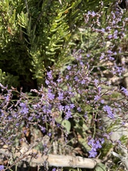 Limonium narbonense