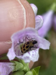 Diabrotica undecimpunctata