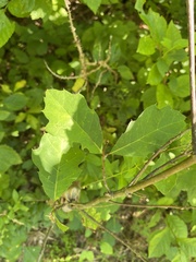Quercus