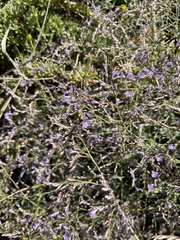 Limonium narbonense