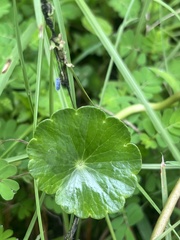 Hydrocotyle umbellata