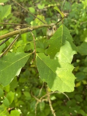 Quercus