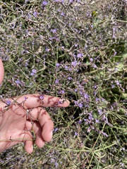 Limonium narbonense