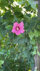 Hibiscus syriacus