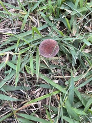 Conocybe
